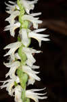 Great Plains lady's tresses